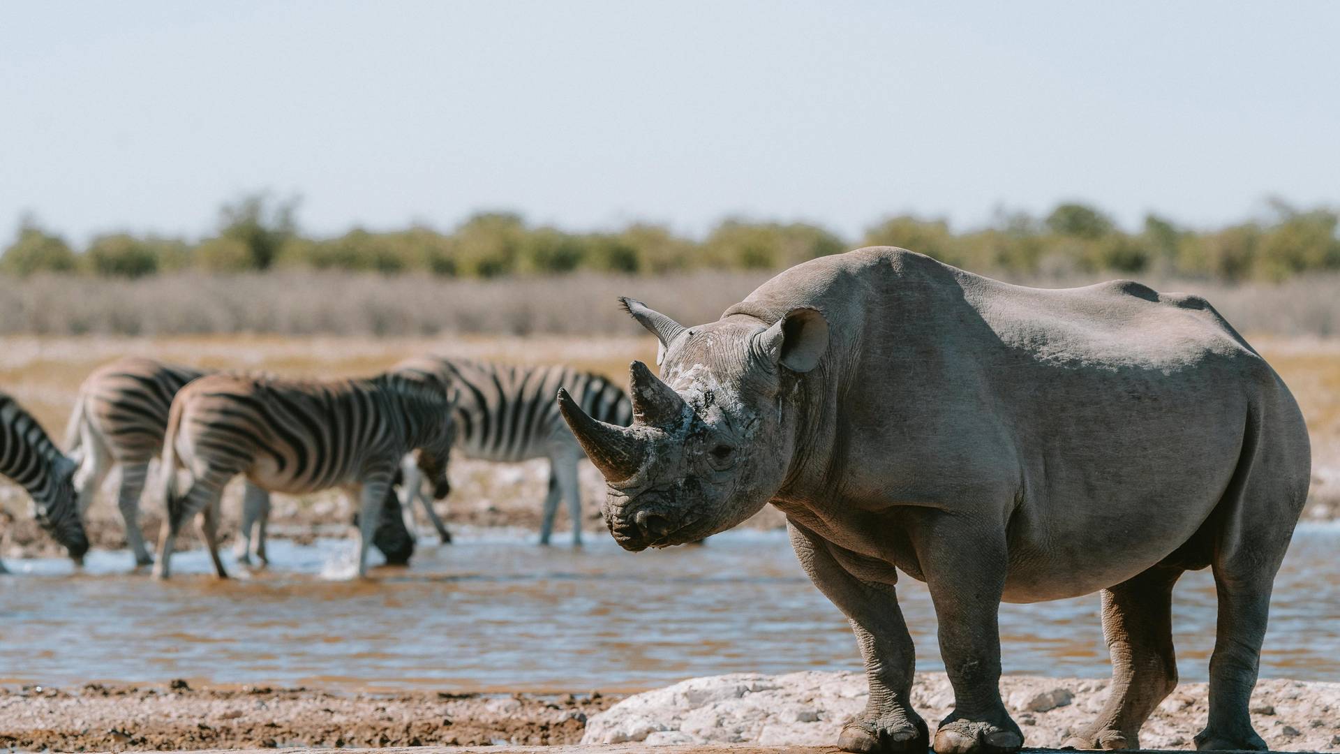 loading-thumb-image-32