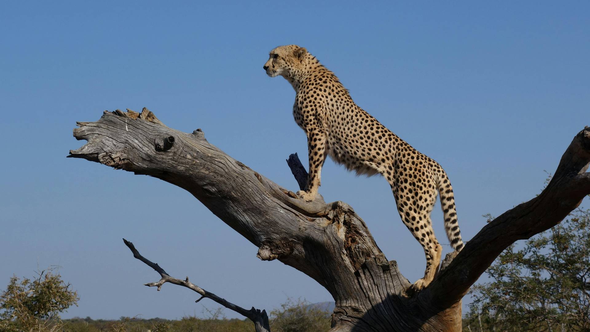 loading-thumb-image-17