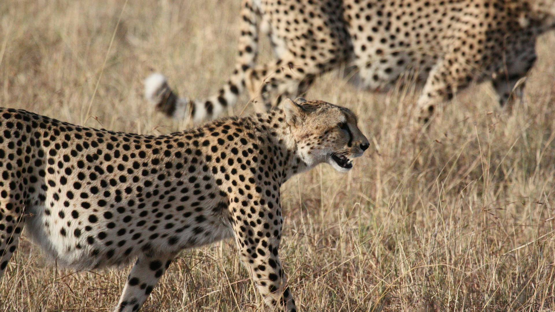 loading-thumb-image-18